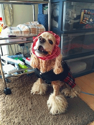 f0326925_00025828.gif