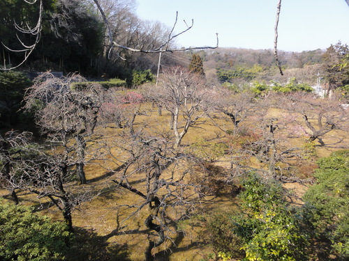 天気もいいので（2月15日、日）_c0147935_19153567.jpg