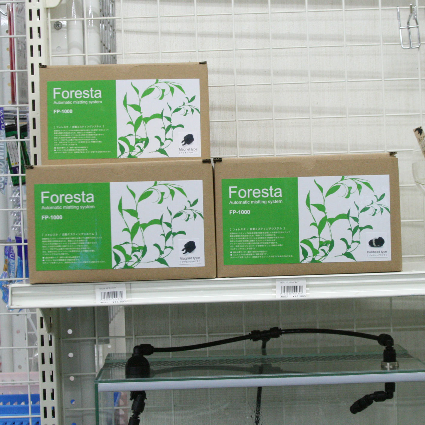 らんらん らんらららら らん ビーボックスアクアリウム ビバリウム 熱帯植物情報