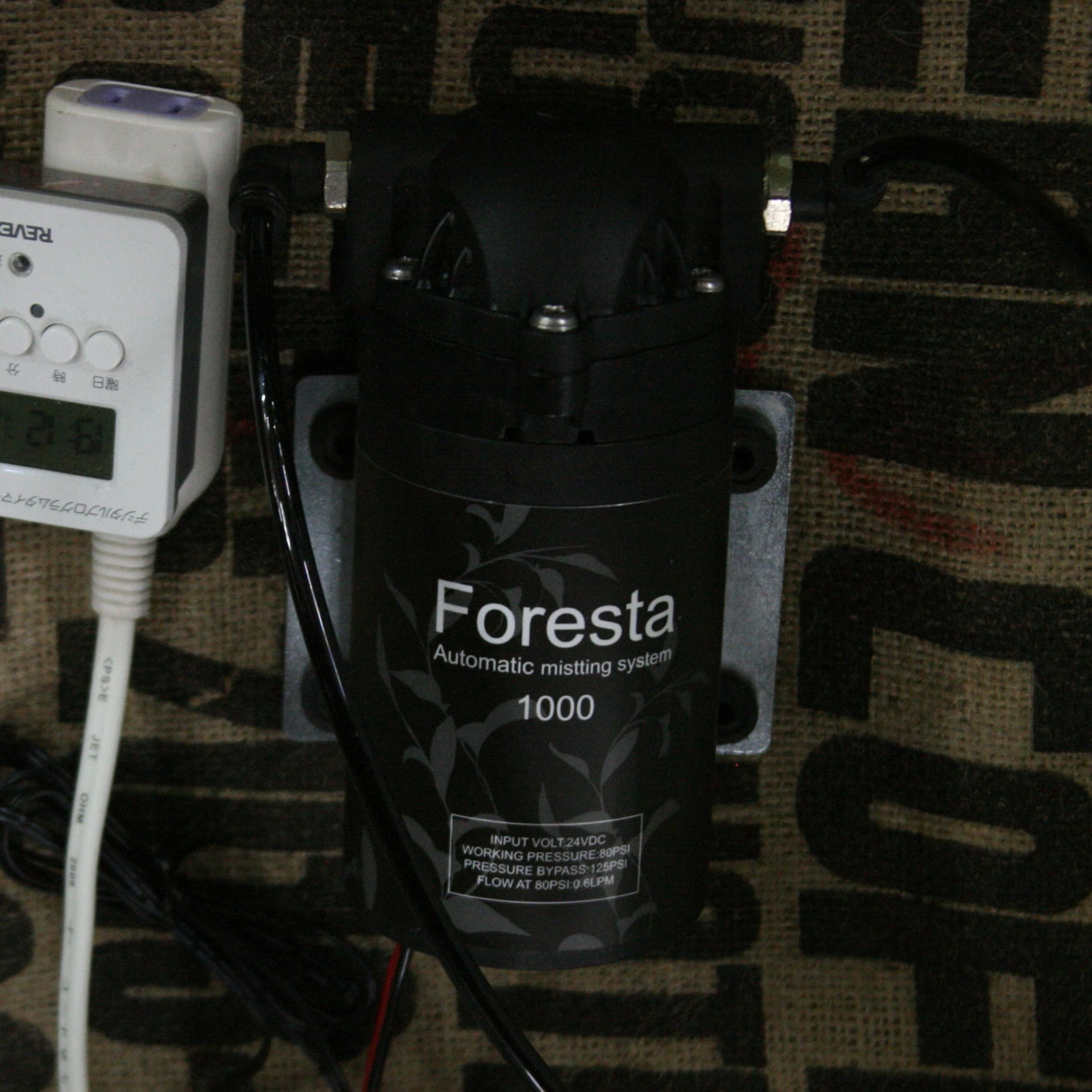 らんらん らんらららら らん ビーボックスアクアリウム ビバリウム 熱帯植物情報