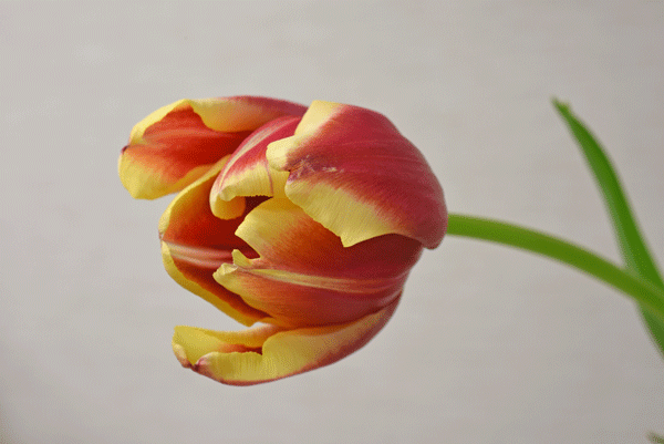 c0346840_18100377.gif