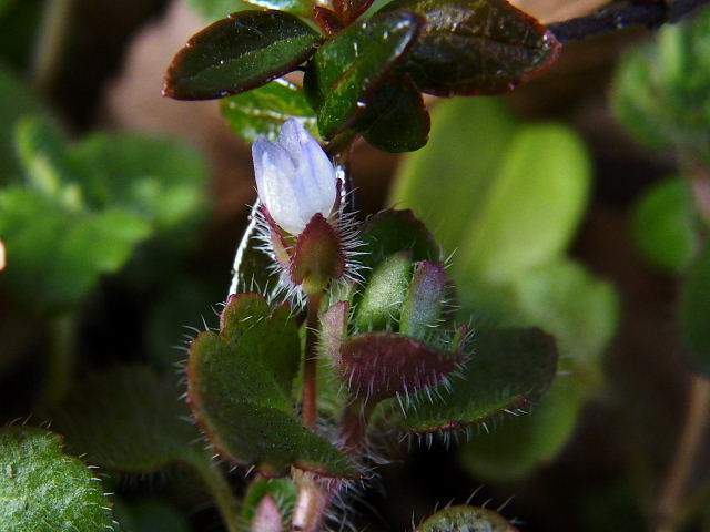 春の野の花ー２、姫オドリコ草、マンテマ、コハコベ、フラサバ草、菜の花_c0051143_2335758.jpg