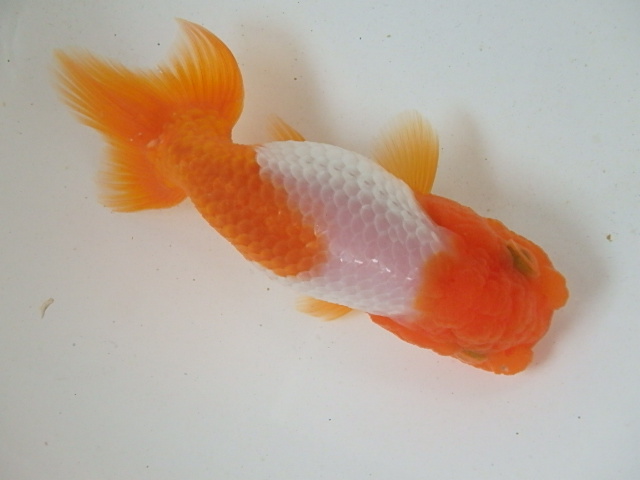 f0334143_9375375.jpg