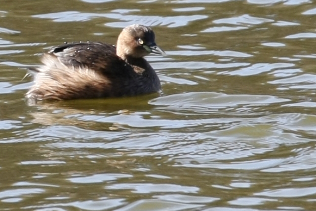 群馬・栃木２月の野鳥探索_b0144049_1146534.jpg