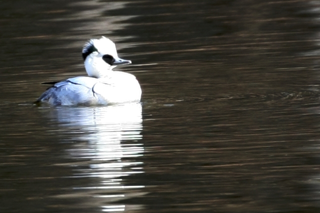 群馬・栃木２月の野鳥探索_b0144049_11505278.jpg