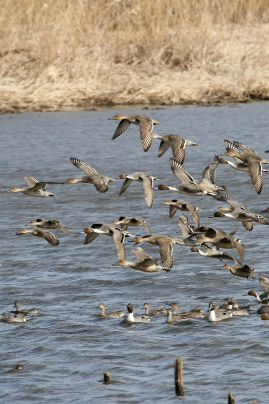 群馬・栃木２月の野鳥探索_b0144049_1414509.jpg