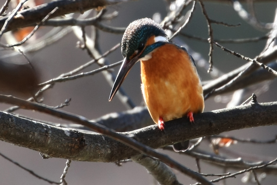 群馬・栃木２月の野鳥探索_b0144049_14252476.jpg