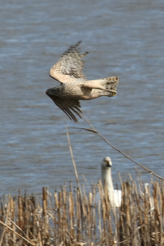 群馬・栃木２月の野鳥探索_b0144049_15104654.jpg