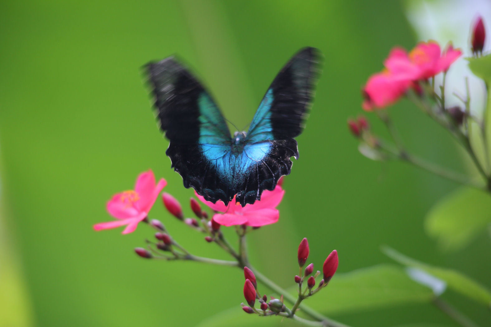 インドネシア バリ島の蝶 Bali Indonesia Butterfly Dragonfly インドネシア バリ島の蝶 Bali Indonesia Butterfly Dragonfly