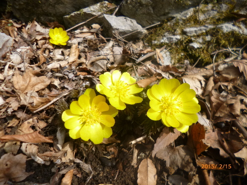 2015年2月15日　個人山行　岩宇土山_e0245655_22564578.jpg