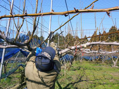 熊本梨 岩永農園 匠の剪定作業に今年も同行取材!その2(梨が実るのは弱い枝)_a0254656_16561791.jpg