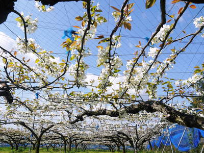 熊本梨 岩永農園 匠の剪定作業に今年も同行取材!その2(梨が実るのは弱い枝)_a0254656_17535528.jpg