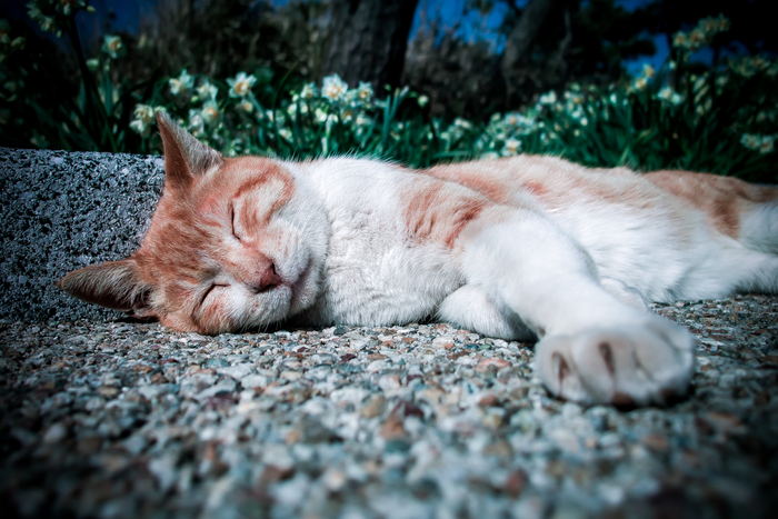 nap time_d0122257_21514348.jpg