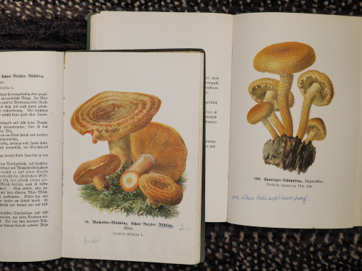 ドイツアンティークきのこ図鑑 : きのこ、だけ