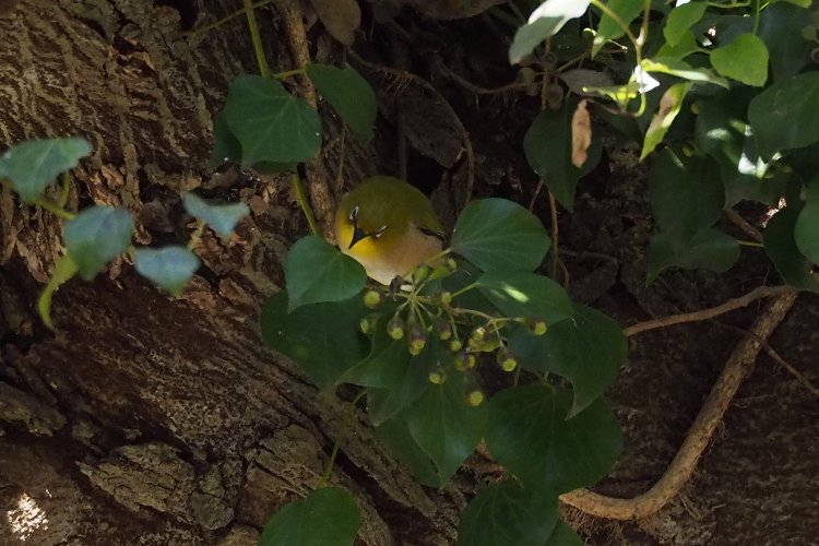 谷尾崎梅林公園と百梅園で見かけたメジロたち_b0123359_16293716.jpg