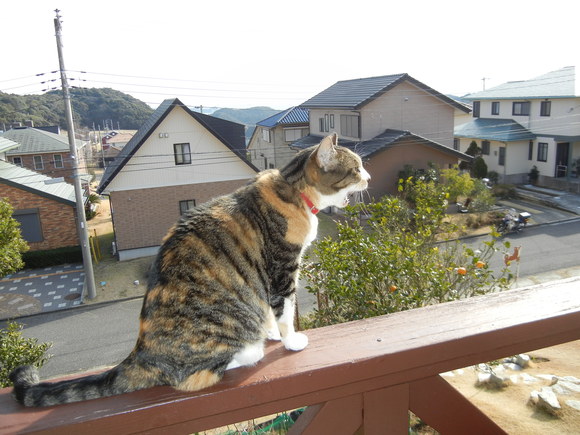 ’15,2,15(日)ベトナム旅行④ダラット~ホイアンへ!_f0060461_948298.jpg