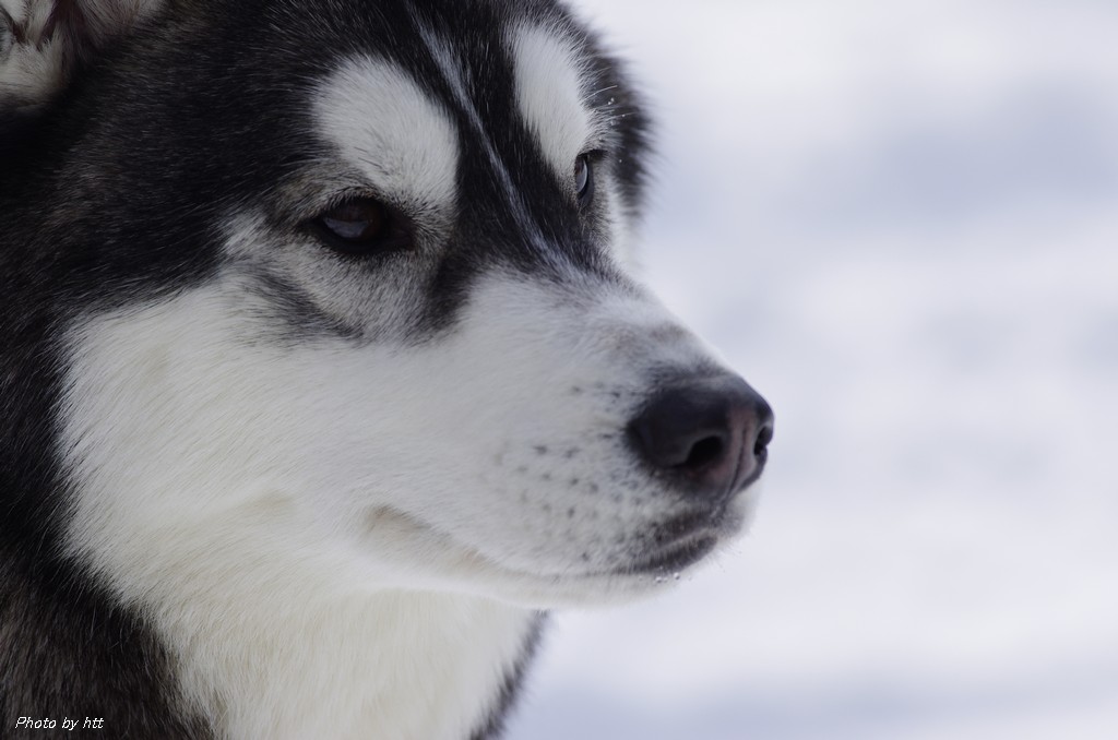 全国犬ぞりフェスティバルin金ヶ崎は中止です（涙）_a0261462_1446922.jpg