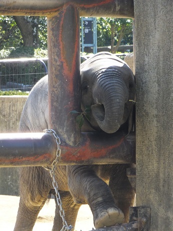 動物園での年中行事　_e0272869_13300865.jpg