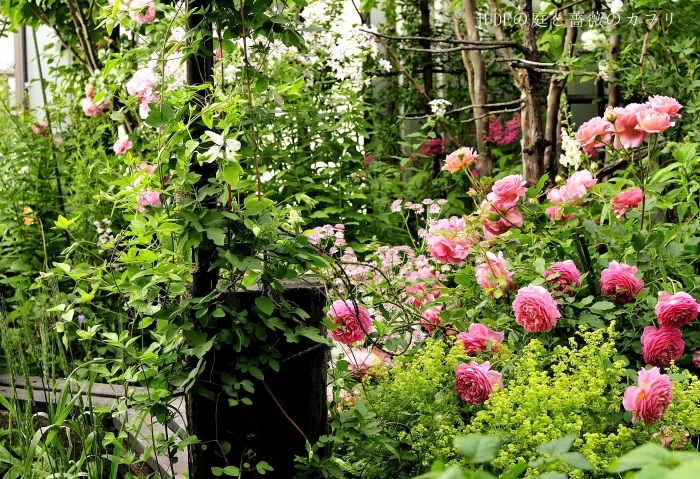 薔薇の印象を変える ｊｕｄｅの庭と薔薇のカヲリ
