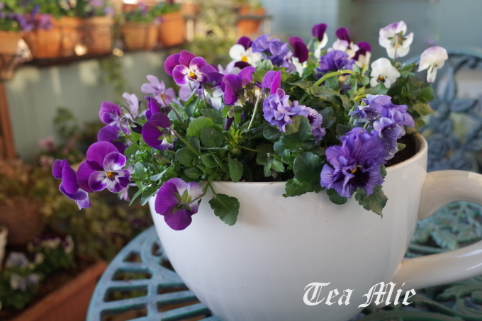 すみれ パンジー ビオラ ミンミンゼミ