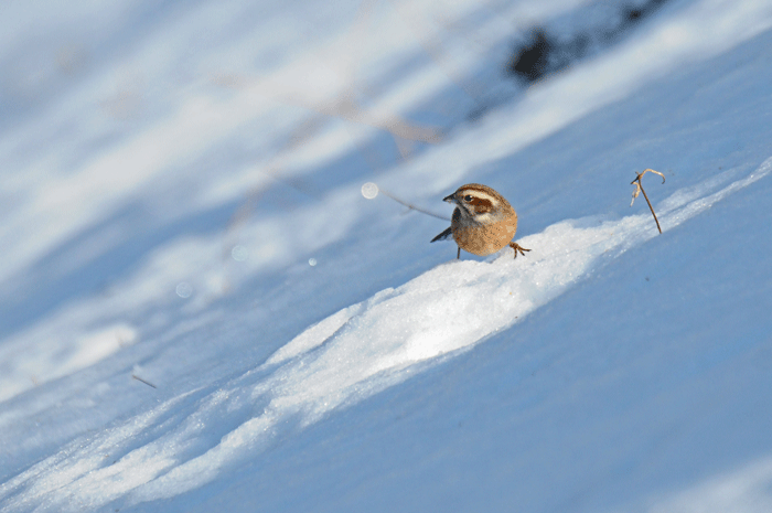 雪遊び！_e0248688_17162913.gif