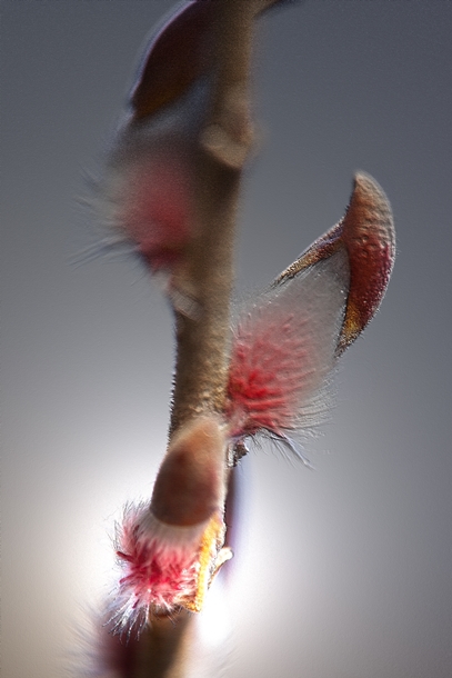 e0305388_1044336.jpg