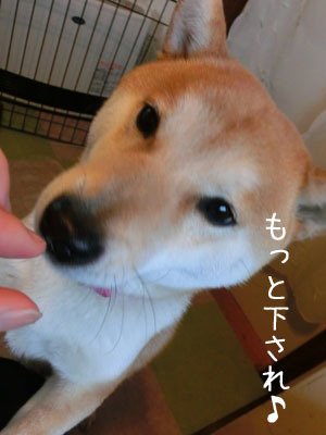 確定申告と焼き芋・・・((+_+))_f0062790_23185736.jpg
