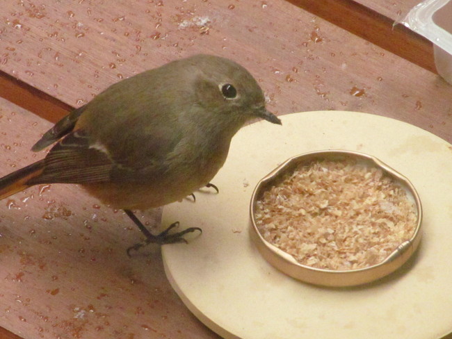 ジョウビタキの餌 花 枯れました ジョウビタキの餌 花 枯れました