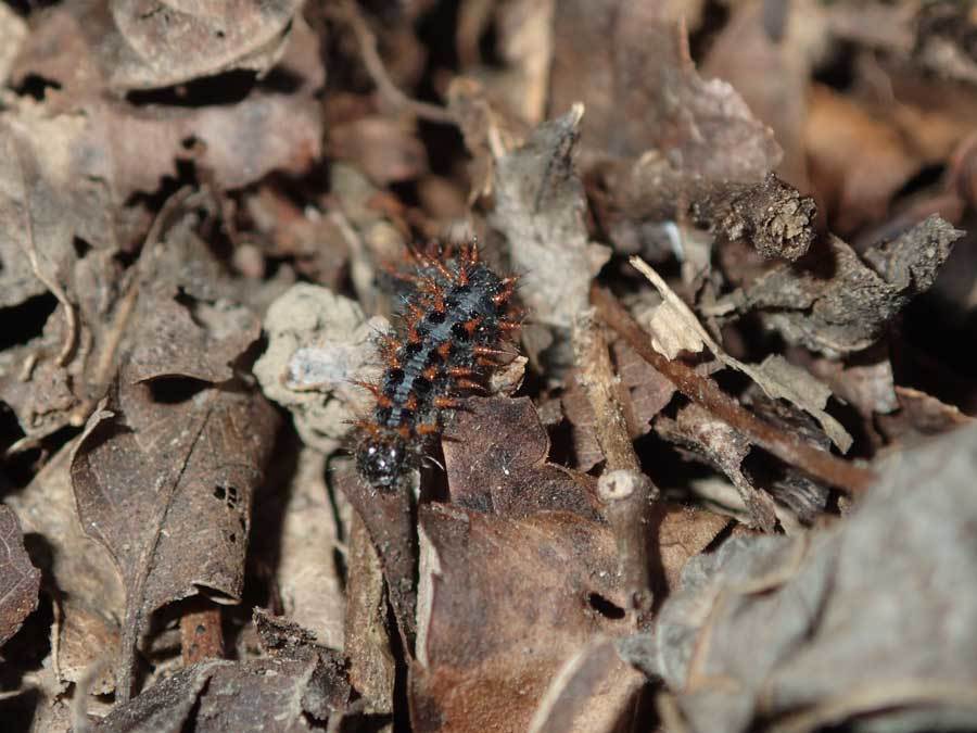 冬季のクモガタヒョウモン幼虫_e0253104_22542021.jpg