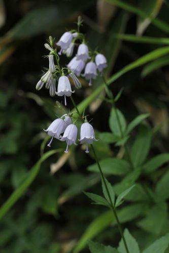 Oze of flower　ツリガネニンジン_a0040021_17384087.jpg