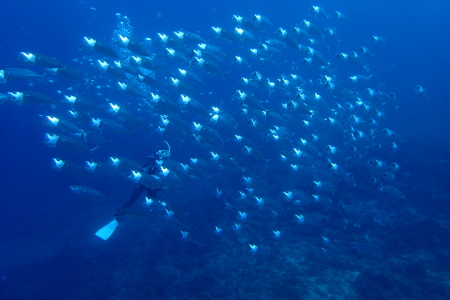 15.2.16 クジラの声をBGMに_b0100730_22453390.jpg