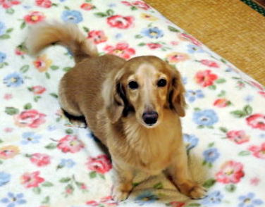 犬の可愛さ_e0250234_1002180.jpg