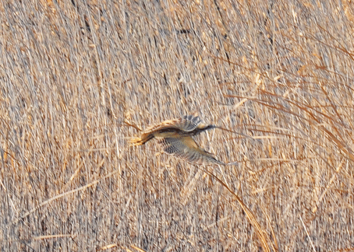d0290240_21312200.gif