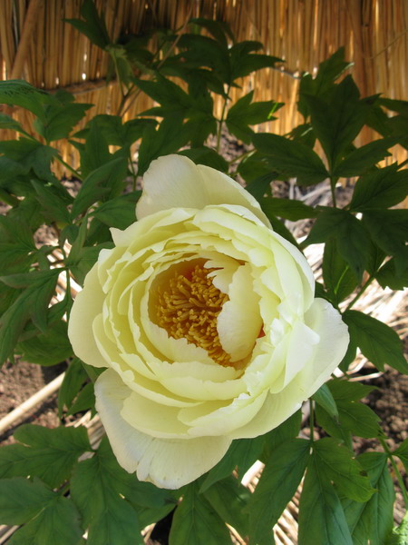 a0198542_235307.jpg