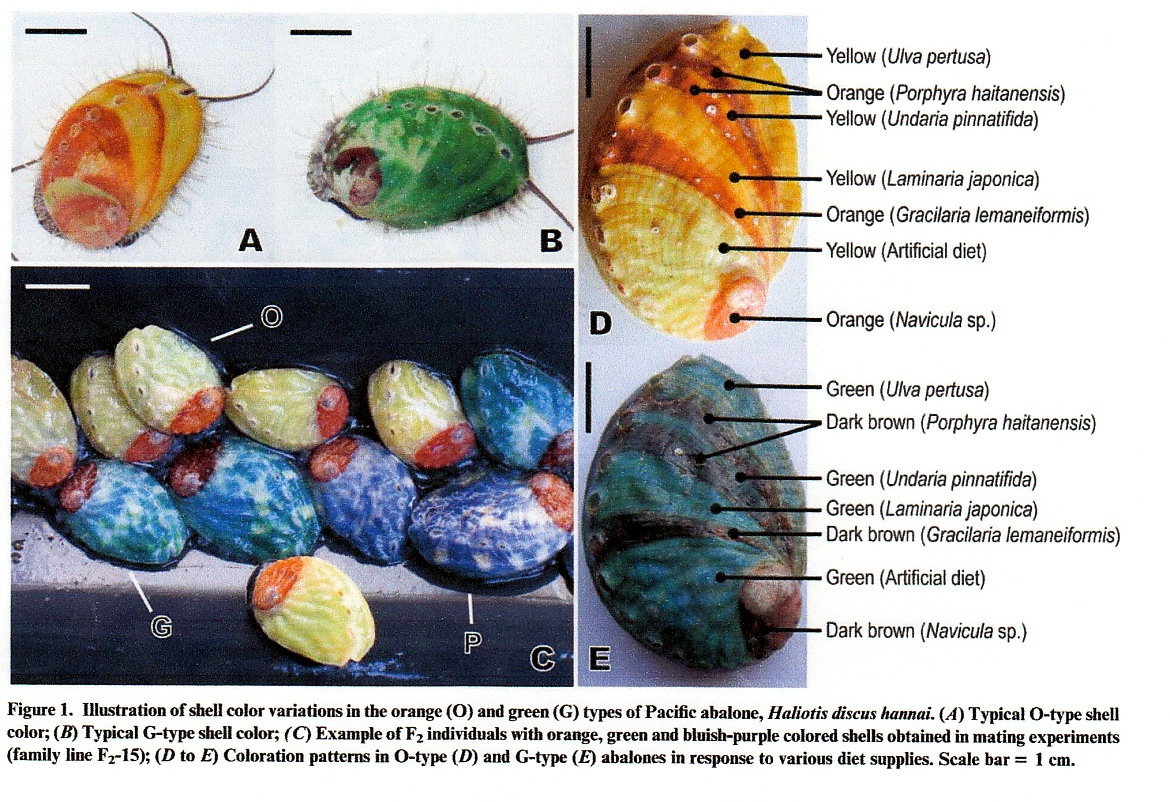 アワビの貝殻の色彩 遺伝と餌で変化する Beachmollusc ひむかのハマグリ アワビの貝殻の色彩 遺伝と餌で変化する Beachmollusc ひむかのハマグリ