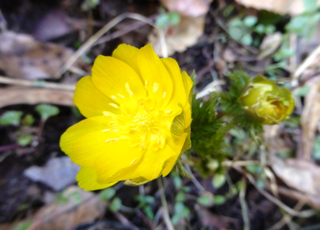 春を呼ぶ花福寿草もとめて・・・五家荘へ_f0224350_11174555.jpg