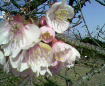 b0105259_93396.jpg
