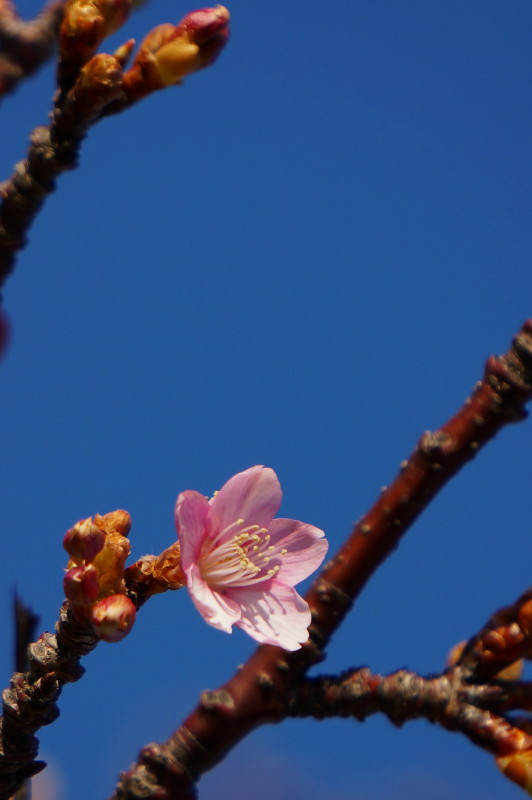 15.02.17 江戸川堤でお花見～♪♪（今日のおまけは～？）_e0240573_1973572.jpg