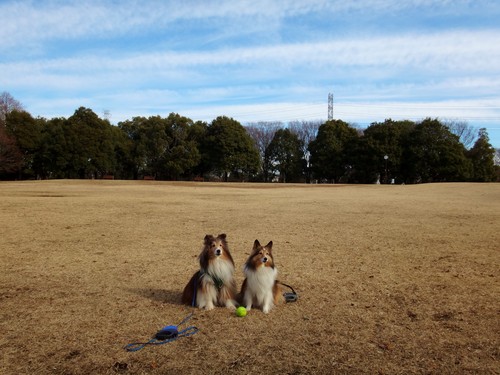 神代植物公園 広場で遊んで ドッグランで走って まみみ暮らし