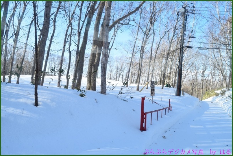 冬の北海道旅行　（５）　カーリング・札幌雪まつりスキージャンプ台_b0104774_23413537.jpg