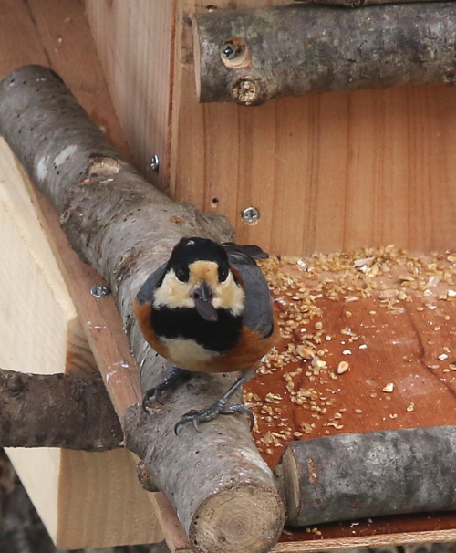 小鳥はうすに集まる小鳥たち～ヤマガラ編～_d0262476_6102043.jpg