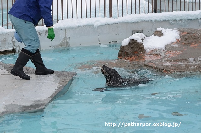 ２０１５年１月　円山動物園　３日目　その１_a0052986_0171195.jpg