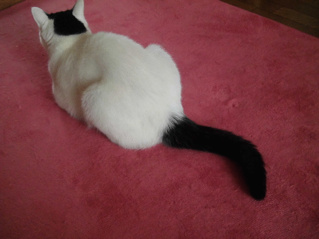 c0348792_20480323.gif