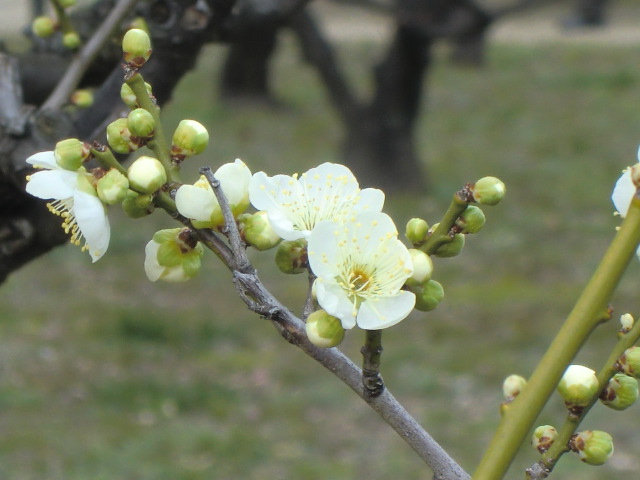大阪城公園の梅林は三分咲きでした_b0044296_2328085.jpg