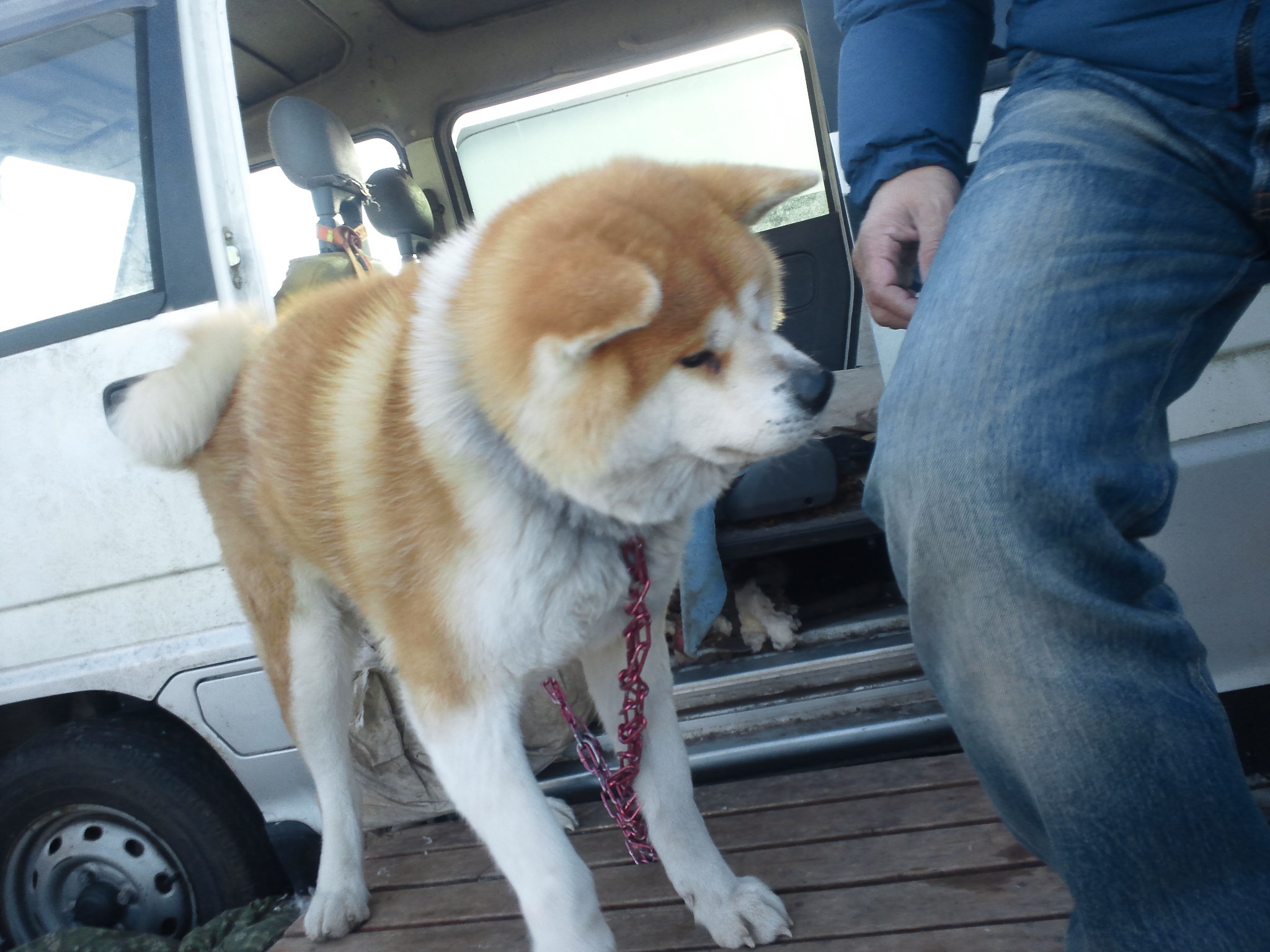 秋田犬 移動先募集! -2/22、3/1追記-_f0242002_13575.jpg