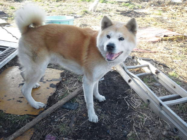 秋田犬 移動先募集! -2/22、3/1追記-_f0242002_17977.jpg
