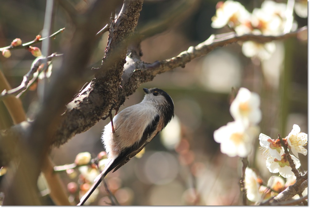 梅と野鳥_a0057905_1842372.jpg