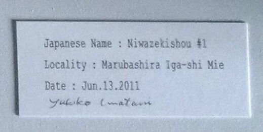 岩谷雪子さんのオブジェ1_f0351305_11123720.jpg
