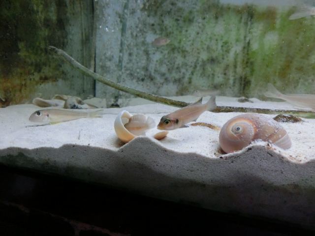巻き貝に産卵するシクリッド_b0141806_2282335.jpg