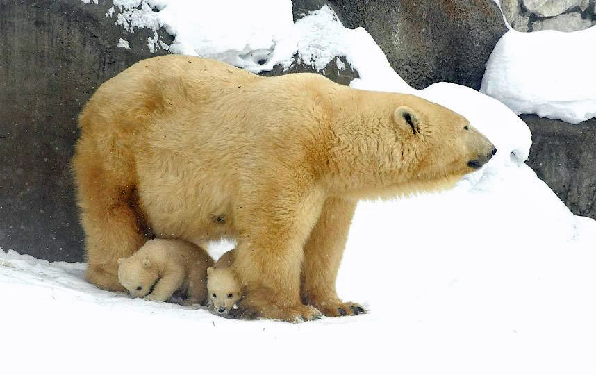 モスクワ動物園で誕生の双子の赤ちゃんが戸外へ初登場！　～　「大本命」シモーナの貫録_a0151913_18144088.jpg